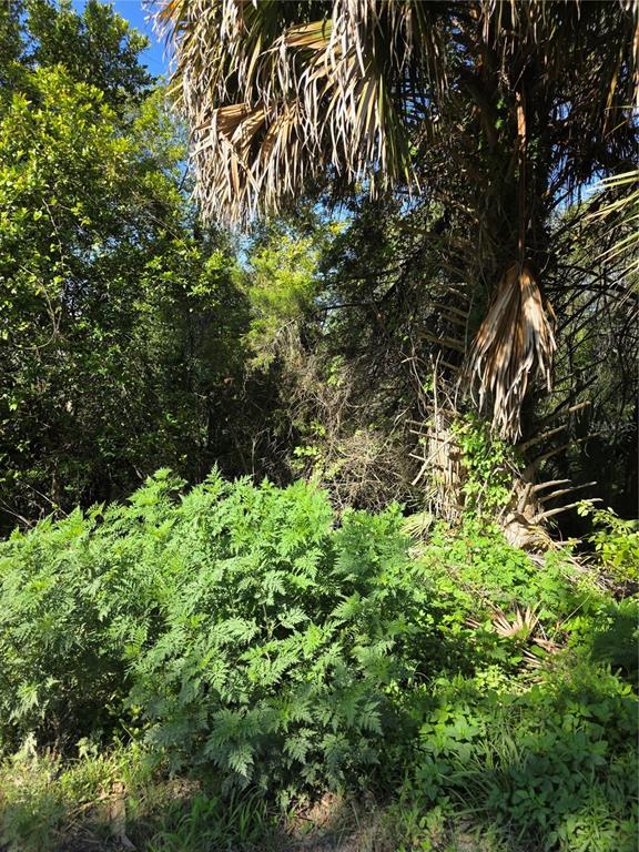 A dense, overgrown wooded area features a large palm tree and various green shrubs — 226 WALNUT AVENUE, ORANGE CITY, FL