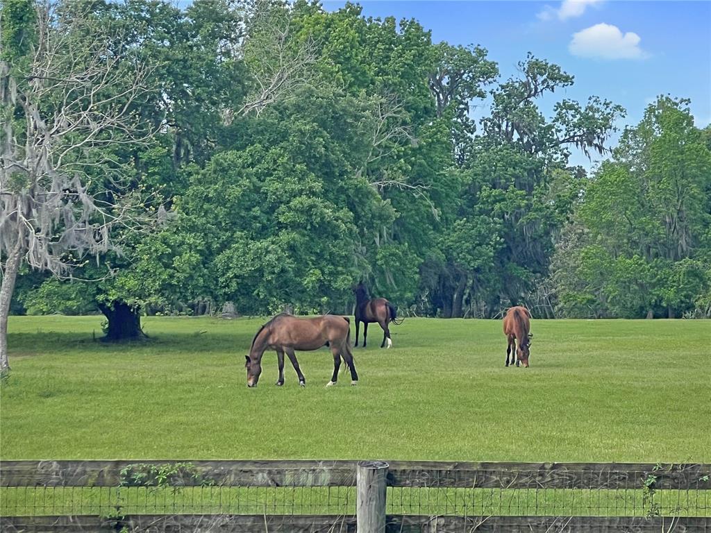 5378 W HIGHWAY 329, REDDICK, FL — photo 5 of 7
