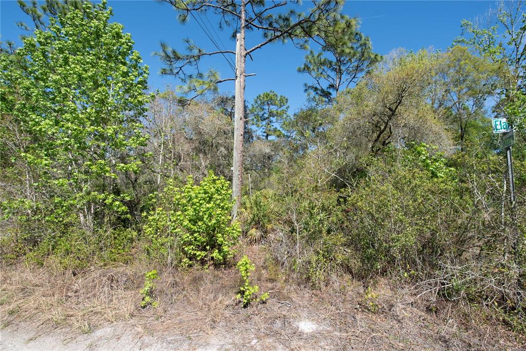 A wooded, undeveloped lot with a utility pole and a street sign on the right — 12934 TANNER ROAD, NEW PORT RICHEY, FL