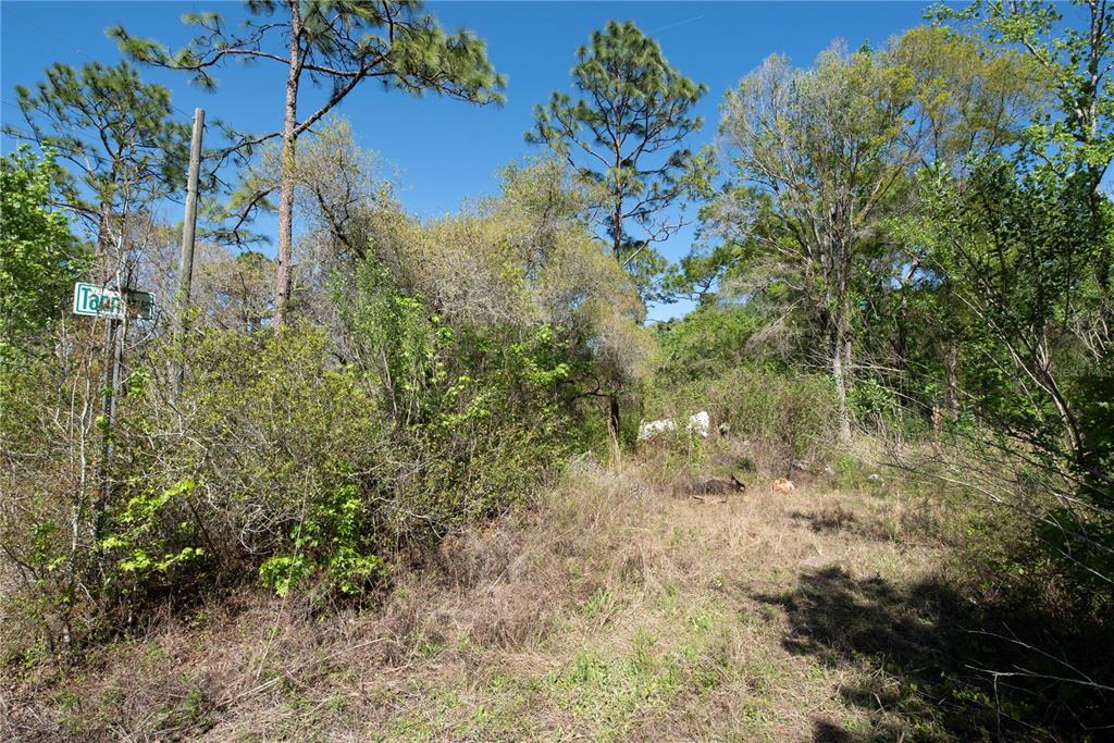 A view of a wooded, overgrown vacant lot with a street sign on the left — 12934 TANNER ROAD, NEW PORT RICHEY, FL