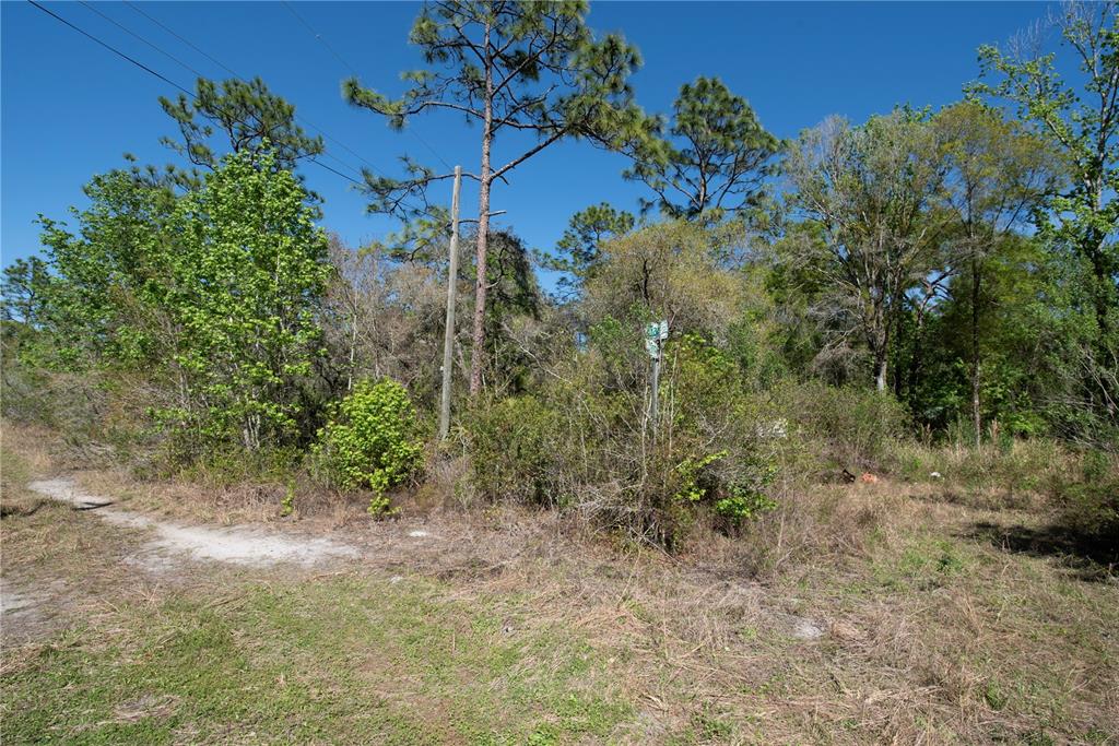 A dirt path leads to a wooded, undeveloped lot with tall trees and dense brush — 12934 TANNER ROAD, NEW PORT RICHEY, FL
