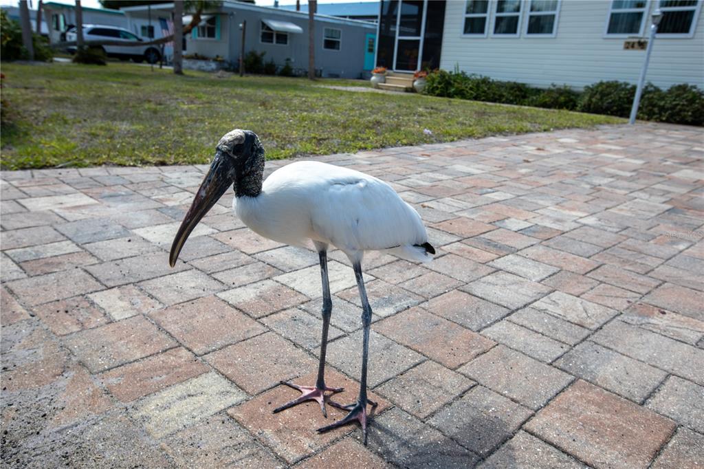 A wood stork stands on a paved driveway in front of a residential home — 2465 HERON DRIVE, ENGLEWOOD, FL