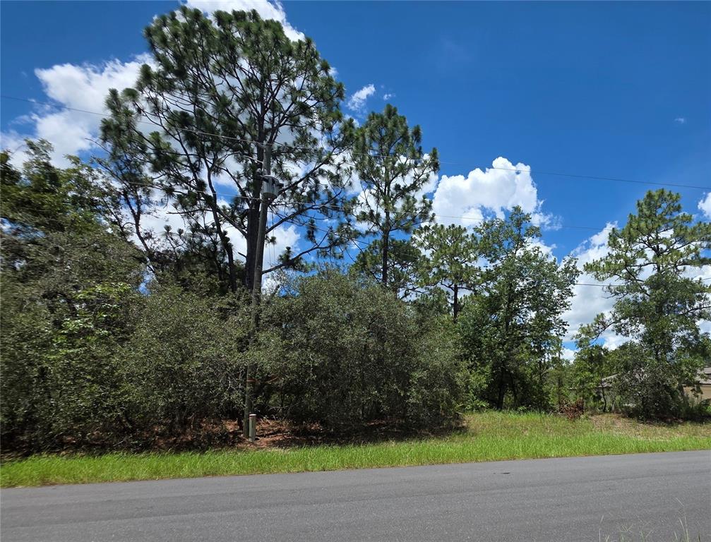 A paved road runs in front of a wooded lot with tall pine trees — SW 60TH TERRACE, OCALA, FL