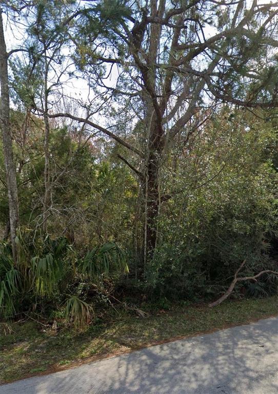 A wooded lot with tall pine trees and palmettos sits next to an asphalt road — 12 SELMA TRAIL, PALM COAST, FL