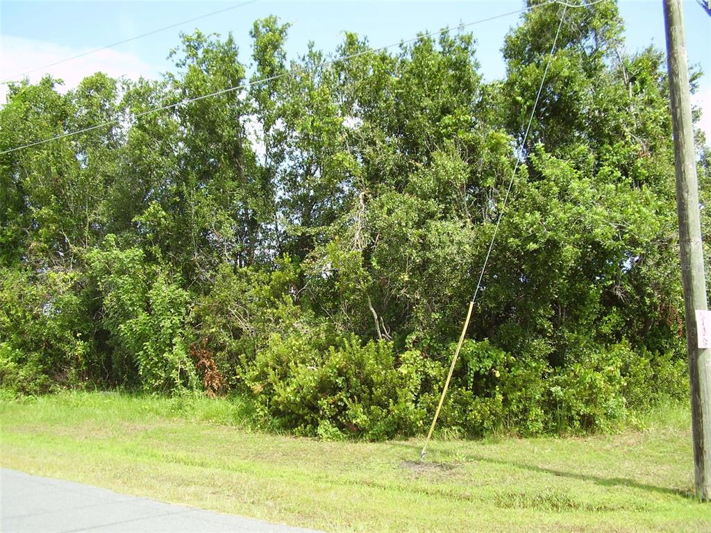 A dense thicket of trees and shrubs borders a grassy roadside with a utility pole — 801 CARROUSEL LANE, KISSIMMEE, FL