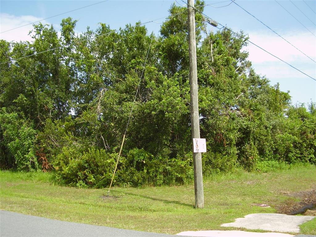 A utility pole stands in front of a dense, overgrown wooded lot next to a road — 801 CARROUSEL LANE, KISSIMMEE, FL