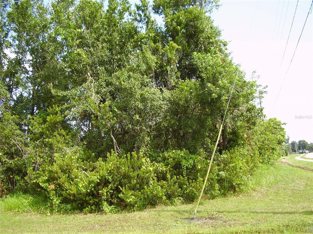 A dense cluster of green trees and shrubs stands beside a grassy roadside — 801 CARROUSEL LANE, KISSIMMEE, FL