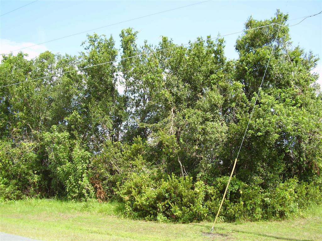 A dense line of green trees stands behind a grassy area with utility lines overhead — 801 CARROUSEL LANE, KISSIMMEE, FL
