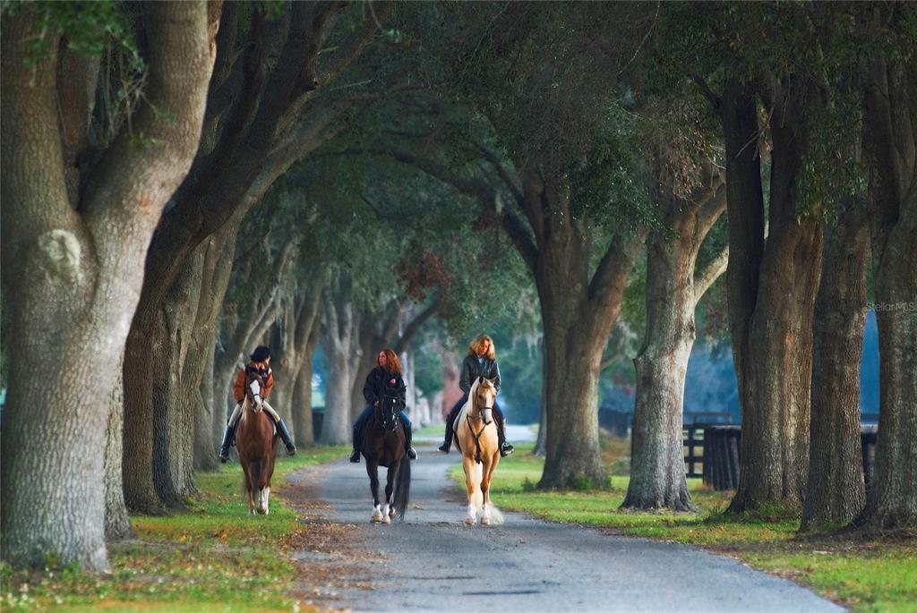 Three people ride horses down a paved path lined with large, mature oak trees — 0 SE 8TH AVENUE Lot 5, OCALA, FL