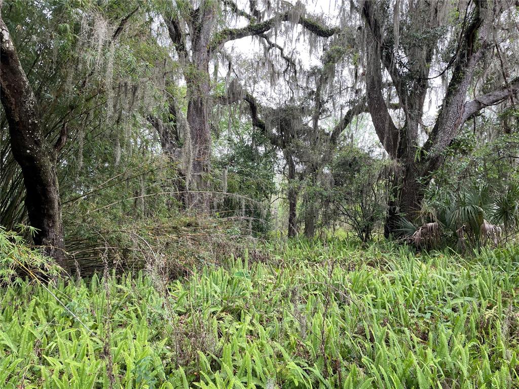 A dense forest scene featuring large trees draped in Spanish moss and a fern-covered floor — 7419 BUCK HOPE ROAD, BROOKSVILLE, FL