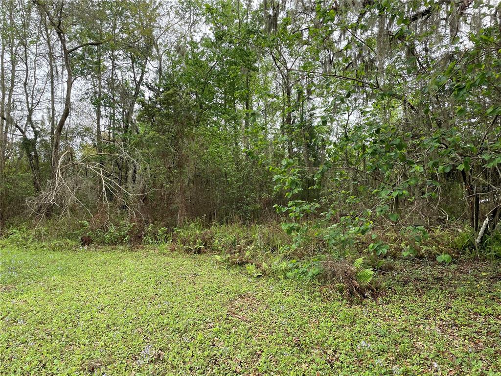 A view of a grassy clearing bordering a dense, wooded area with hanging moss — 7419 BUCK HOPE ROAD, BROOKSVILLE, FL