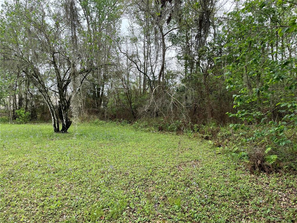 A grassy, open lot bordered by dense trees and vegetation with Spanish moss — 7419 BUCK HOPE ROAD, BROOKSVILLE, FL