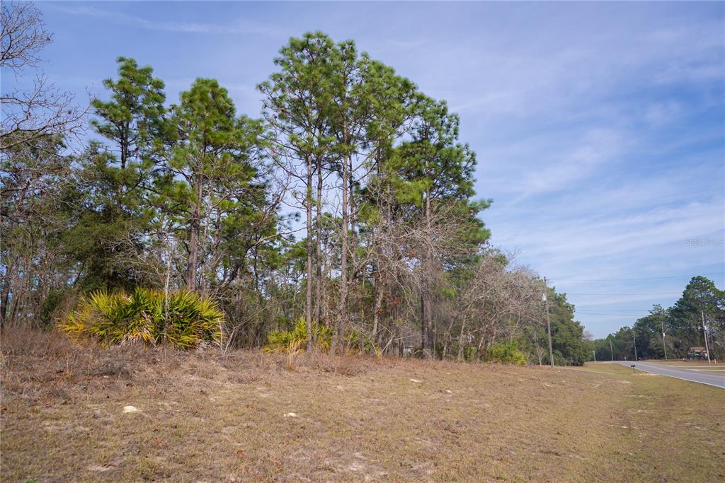 A grassy, sloped lot features a cluster of tall pine trees and native palmetto bushes — 2173 W CITRUS SPRINGS BOULEVARD, CITRUS SPRINGS, FL