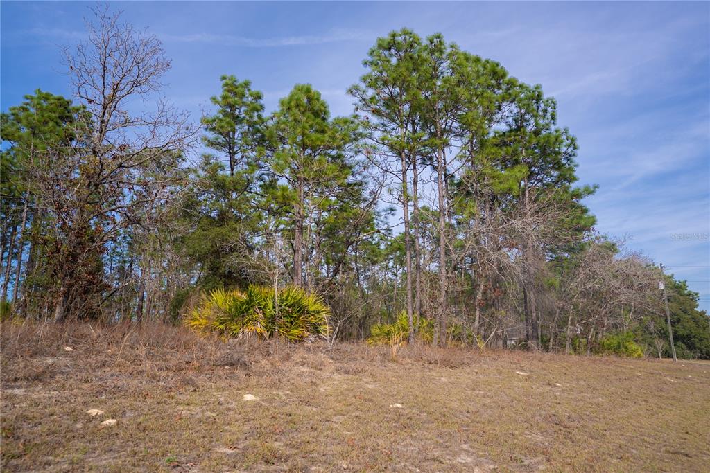 A grassy, sloping lot features a cluster of pine trees and palmetto bushes — 2173 W CITRUS SPRINGS BOULEVARD, CITRUS SPRINGS, FL