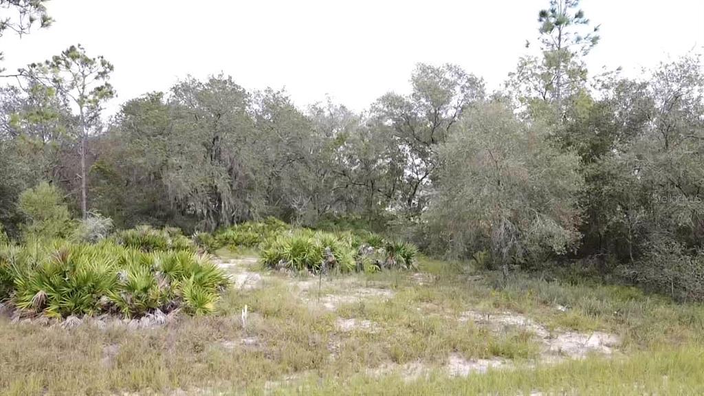 A vacant, sandy lot features scattered saw palmetto bushes and a dense background of trees — 1405 SARASOTA COURT, POINCIANA, FL