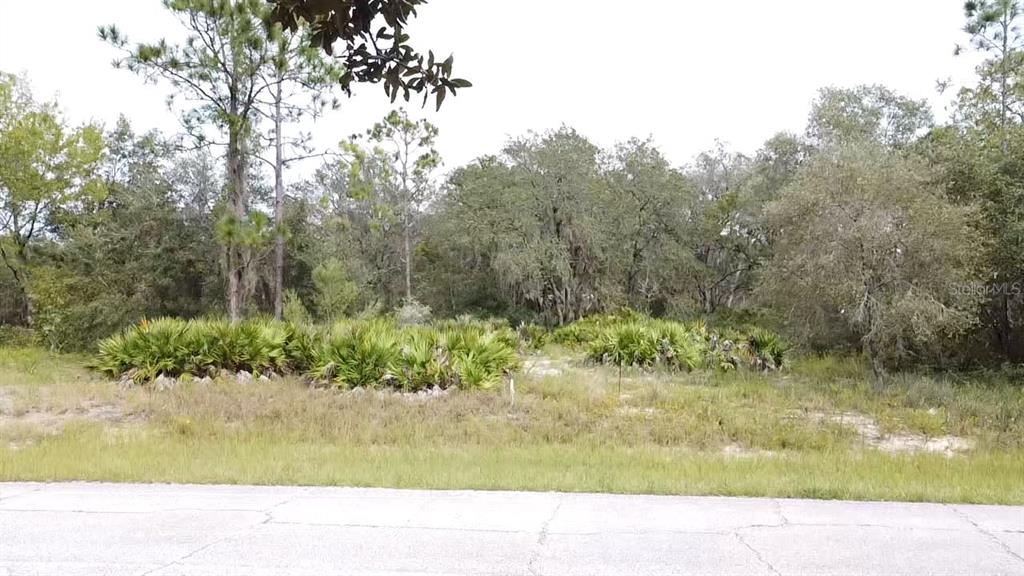 A vacant, wooded lot with low-lying palmetto bushes sits behind a paved road — 1405 SARASOTA COURT, POINCIANA, FL