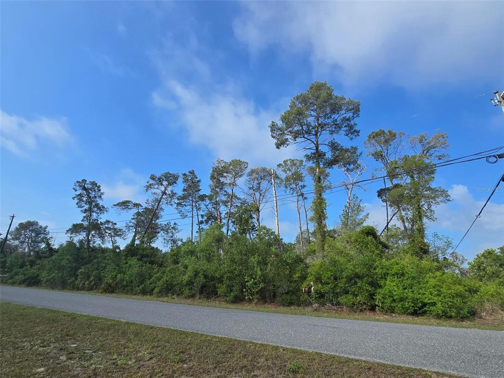 A paved road runs in front of a wooded lot with tall pine trees — 10044 NODDY TERN ROAD, WEEKI WACHEE, FL