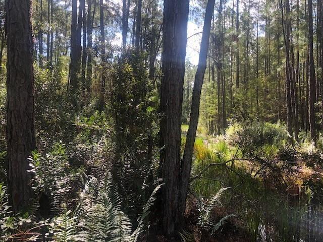 A wooded area with tall pine trees, dense undergrowth, and a small patch of water — 0 Old Grade Road, FL 33868, FL