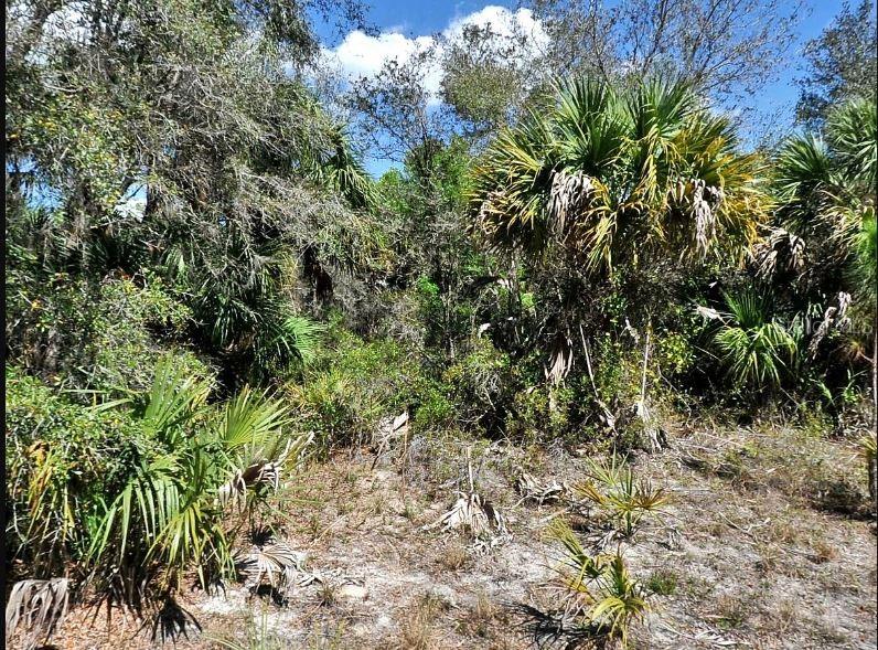 A wooded lot features dense vegetation, palmetto bushes, and tall palm trees under a blue sky — DUNMORE STREET, NORTH PORT, FL