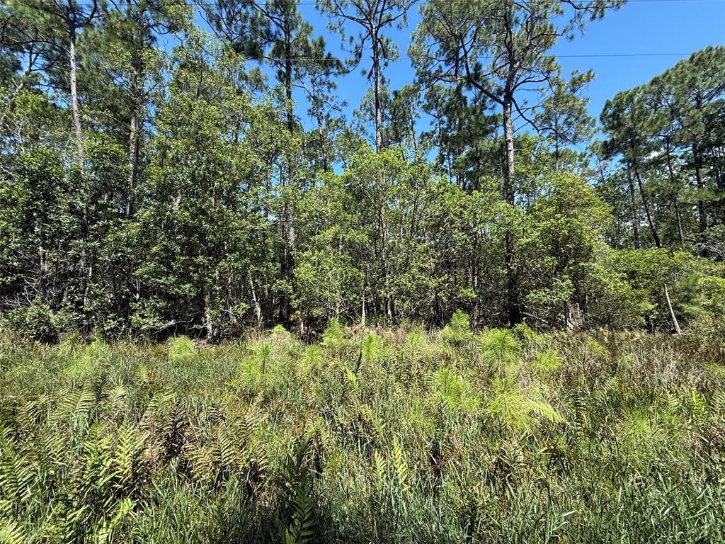 A dense forest of pine and hardwood trees rises behind a field of tall grasses — 210 SE 2ND STREET, GEORGETOWN, FL