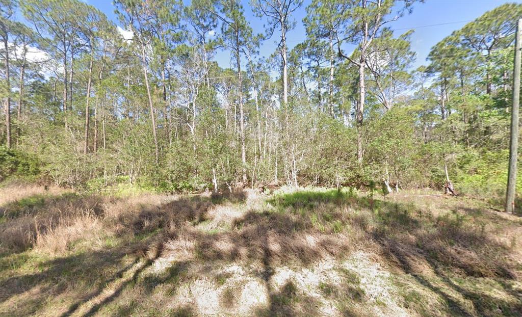 A vacant, wooded lot features tall pine trees and low-lying brush under a blue sky — 210 SE 2ND STREET, GEORGETOWN, FL