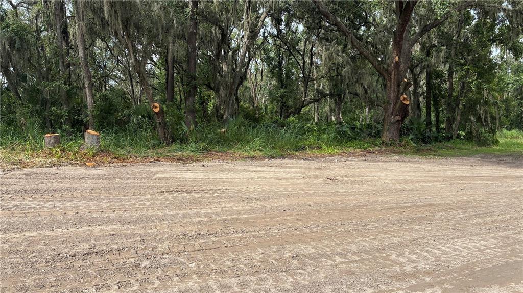 A dirt clearing sits in front of a wooded area with several freshly cut tree stumps — 0 EAST CHERRY STREET, PLANT CITY, FL