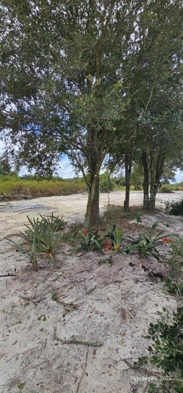 A sandy lot features several trees and small plants under a bright blue sky — 18398 NW 286TH STREET, OKEECHOBEE, FL