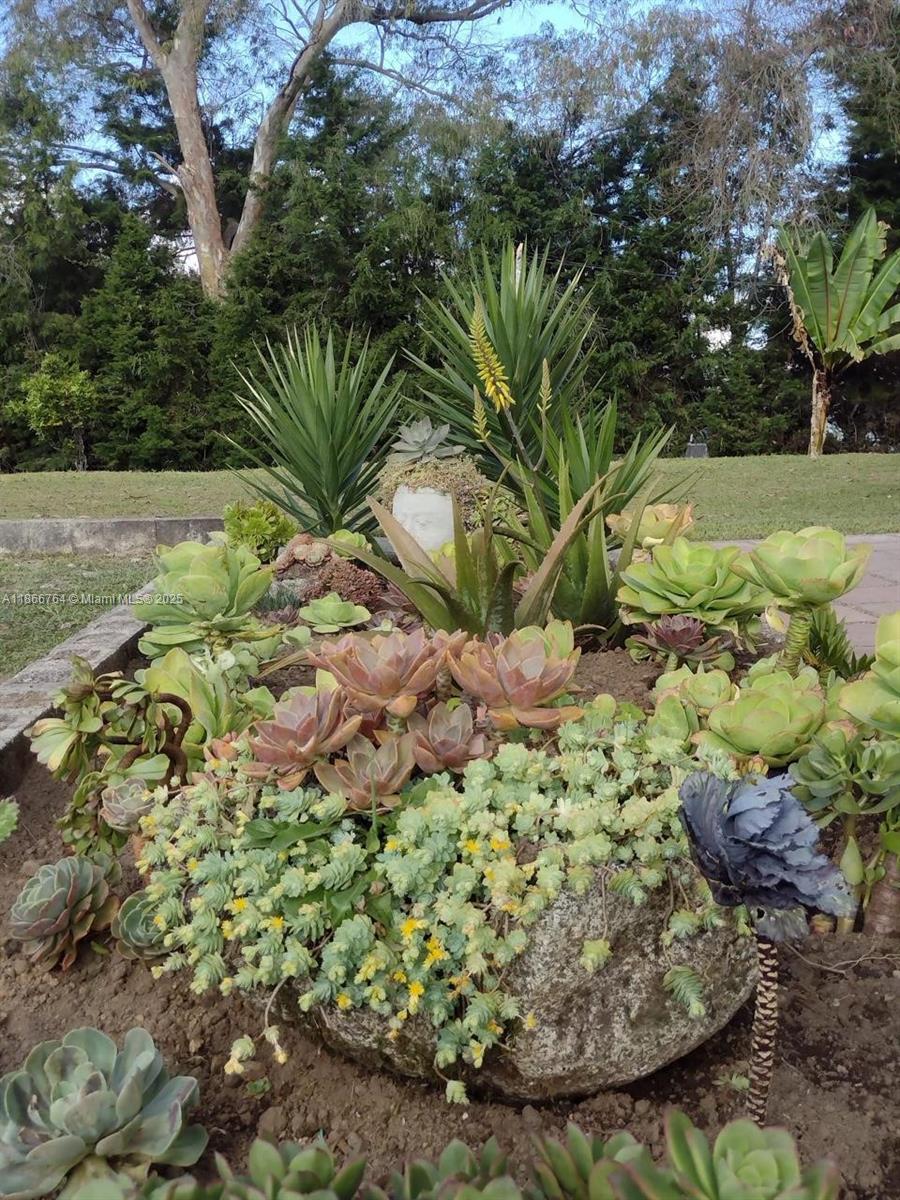 A garden bed features a variety of succulents and tall spiky plants surrounding a large rock — Lote 4 Vereda La Honda, At 054, At