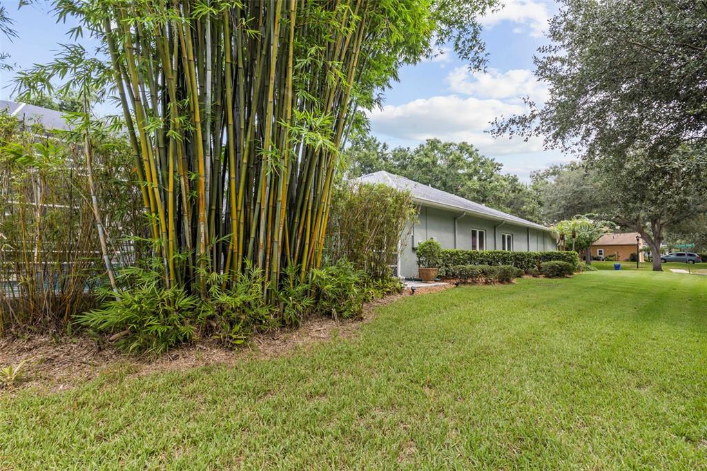 A side view of a house exterior featuring a large bamboo cluster and green lawn — 28 CAMELOT RIDGE DRIVE, BRANDON, FL