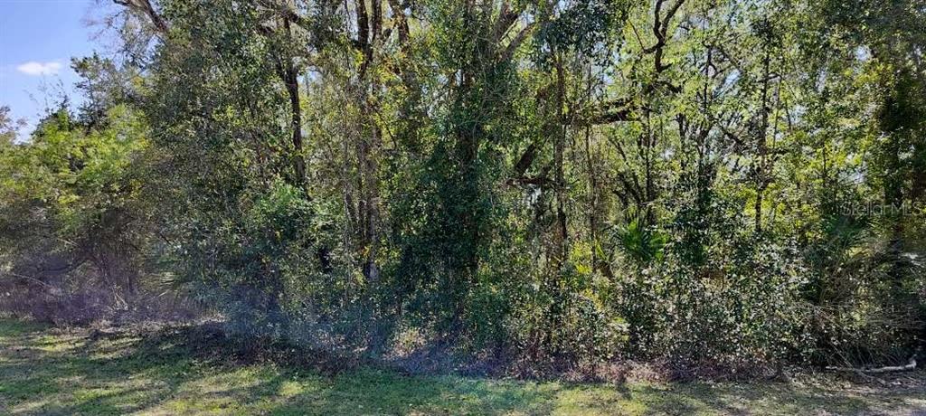 A dense, wooded lot with mature trees and thick underbrush under a blue sky — 517 S SAVARY AVENUE, INVERNESS, FL