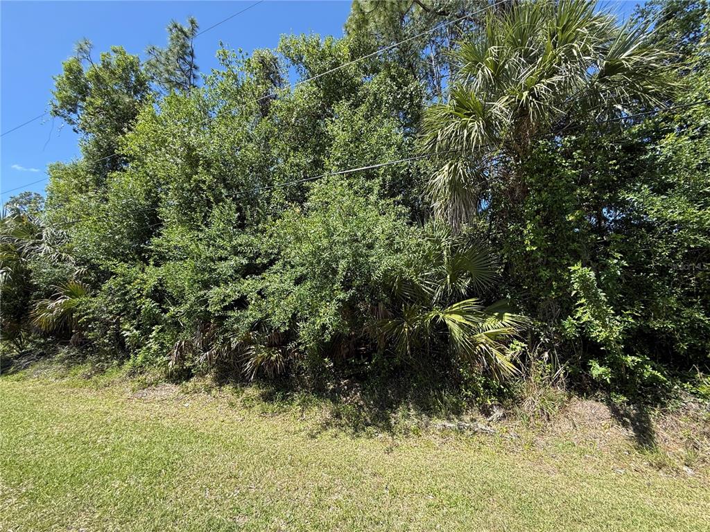 A dense thicket of trees and palm plants grows along the edge of a lawn — ABCOR ROAD, NORTH PORT, FL