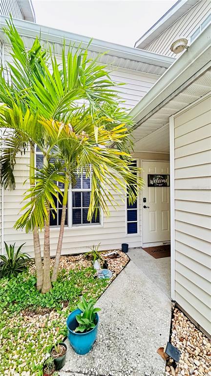 A palm tree stands in a landscaped garden bed next to a concrete walkway and entrance — 21423 KEATING WAY, LUTZ, FL