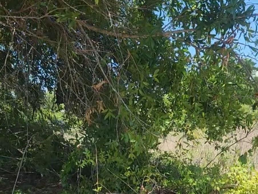 A view of a tree with dense green foliage and branches extending over a grassy area — 12323 CLARENDON AVENUE, PORT CHARLOTTE, FL