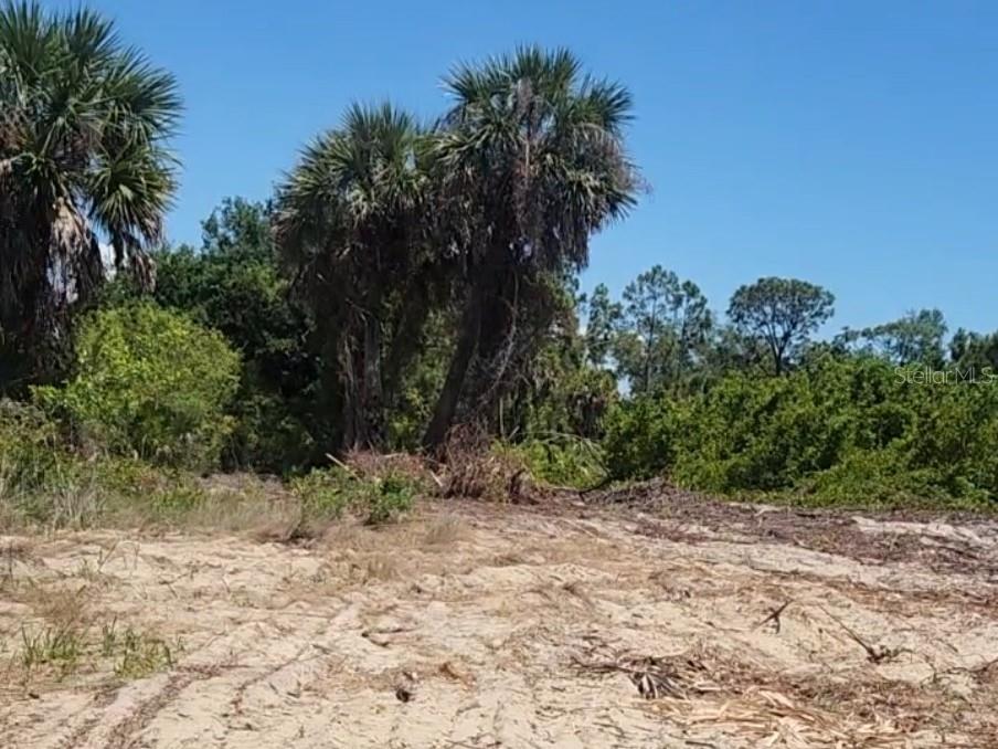 A sandy, cleared lot features several tall palm trees and dense surrounding vegetation — 12323 CLARENDON AVENUE, PORT CHARLOTTE, FL