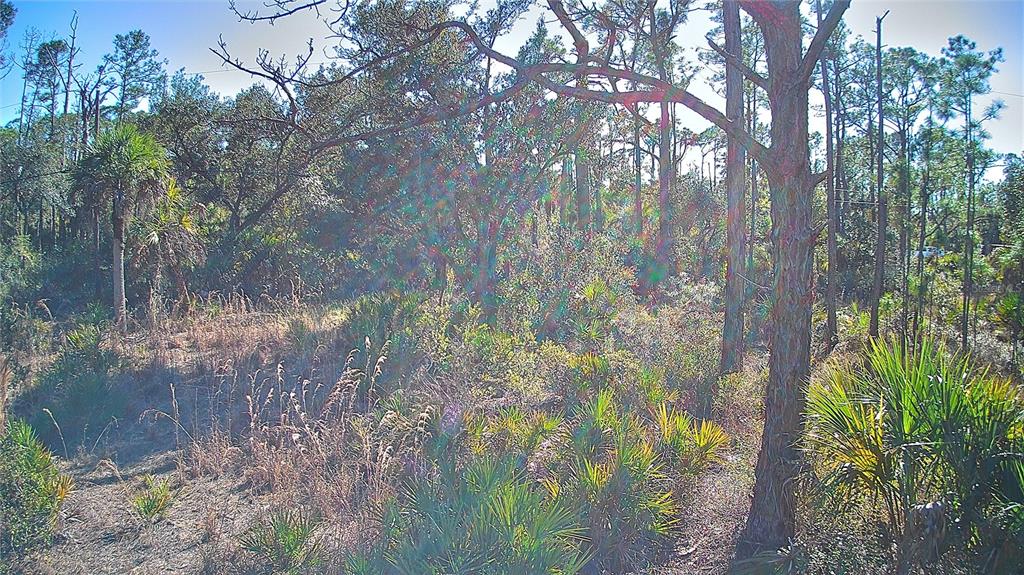 A wooded lot with pine trees, palmettos, and dry grass under a bright sunny sky — 13093 HARBISON AVENUE, PORT CHARLOTTE, FL
