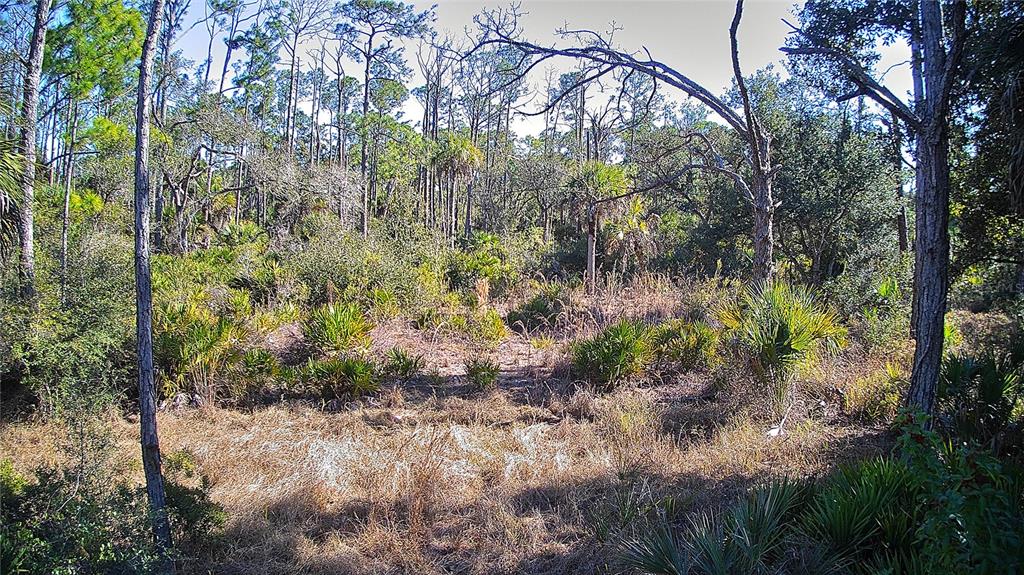 A wooded lot features tall pine trees, palmetto bushes, and dry grass under a clear sky — 13093 HARBISON AVENUE, PORT CHARLOTTE, FL