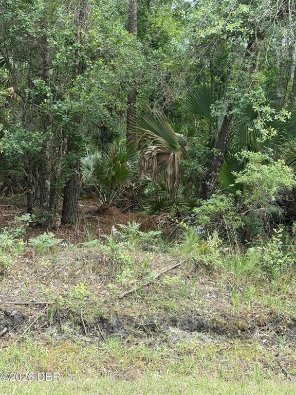 A view of a wooded lot with dense trees, palmettos, and ground-level vegetation — 00 NINEMILE POINT ROAD, PIERSON, FL