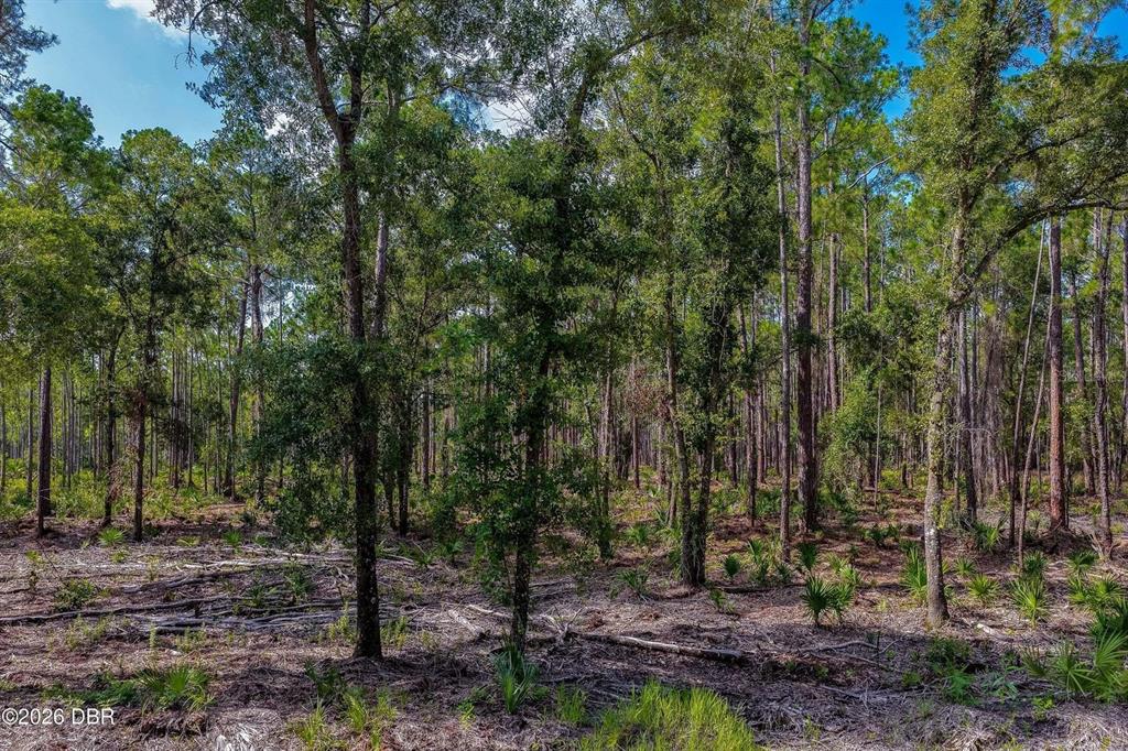 A dense forest with tall pine trees and low-lying palmetto plants on the ground — 00 NINEMILE POINT ROAD, PIERSON, FL