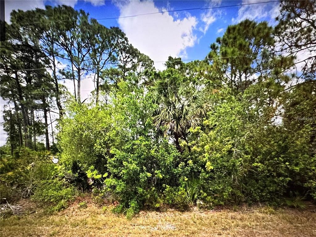 A dense thicket of trees and shrubs stands on a grassy, undeveloped lot — 18106 SICILY AVENUE, PORT CHARLOTTE, FL