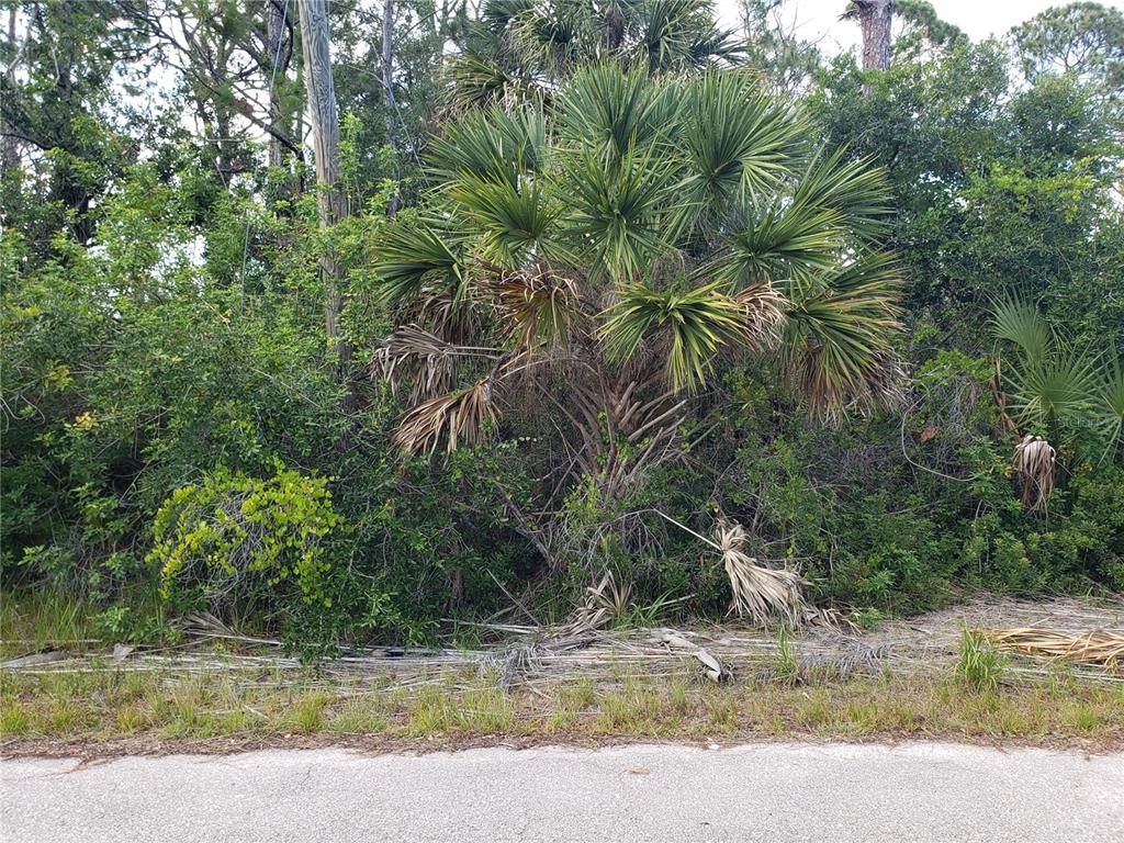 A dense thicket of Florida vegetation and a large palm tree border a paved road — 18106 SICILY AVENUE, PORT CHARLOTTE, FL
