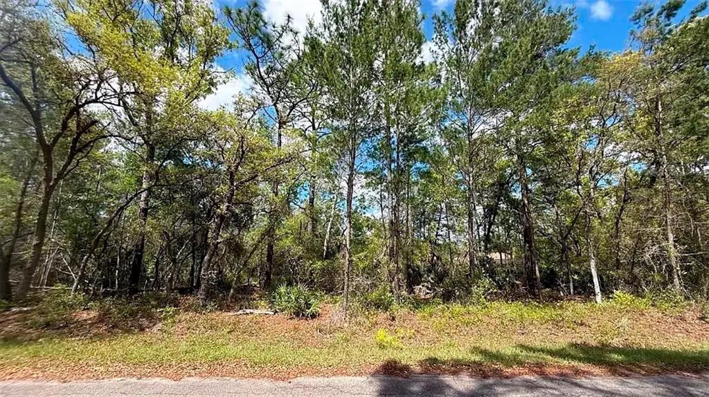 A wooded, undeveloped lot with tall pine trees and dense underbrush viewed from the street — 76 FISHER RUN TERRACE, OCKLAWAHA, FL