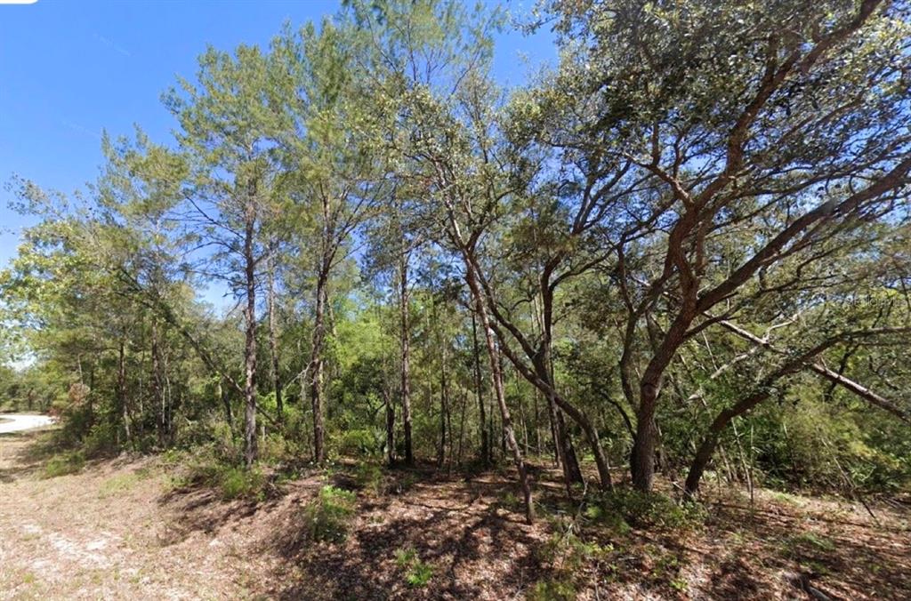 A wooded lot with tall pine and oak trees under a clear blue sky — 76 FISHER RUN TERRACE, OCKLAWAHA, FL