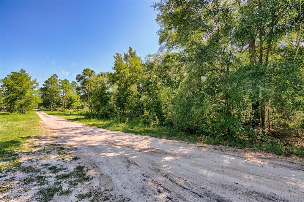 A dirt road winds past a dense forest of green trees under a clear sky — 000 NE 82ND PLACE, BRONSON, FL
