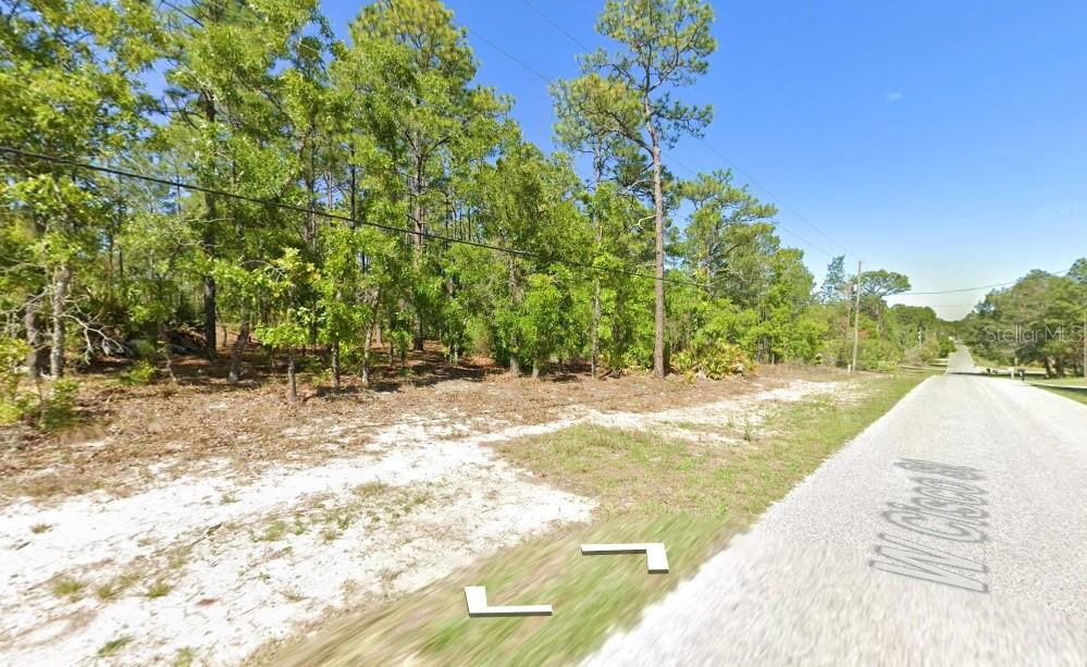 A dirt road runs alongside a wooded, undeveloped lot under a clear blue sky — 5593 W CISCO STREET, BEVERLY HILLS, FL