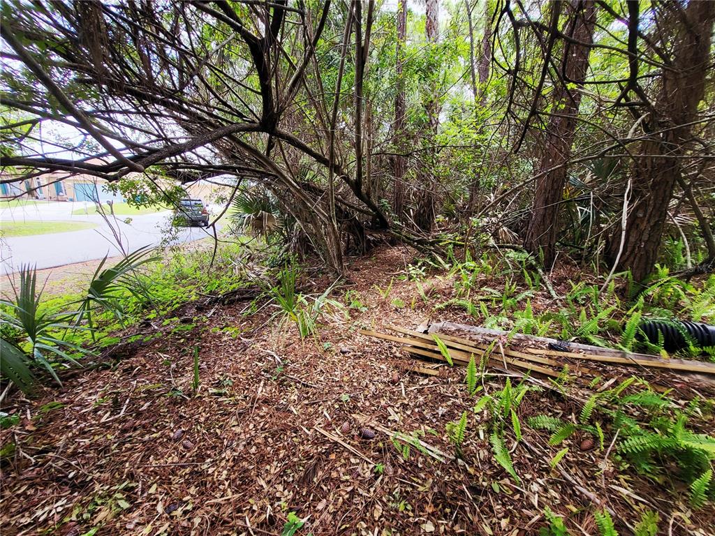 A wooded lot with a pile of lumber sits next to a paved residential street — 1720 LANTANA COURT NW, PALM BAY, FL