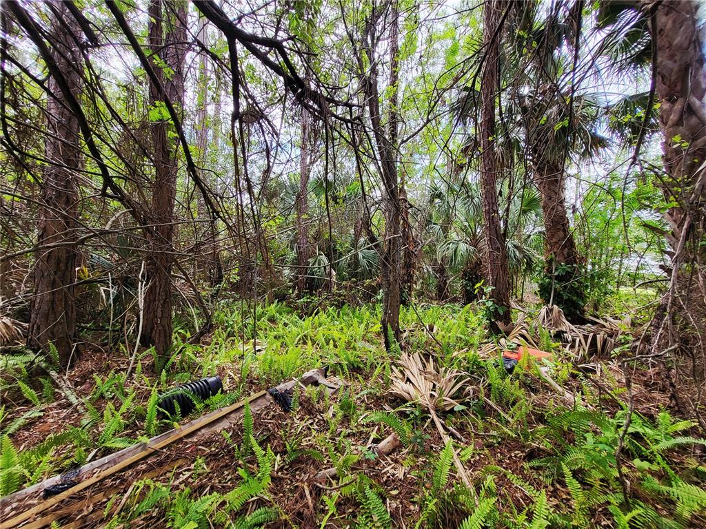 A wooded lot with dense vegetation, ferns, and scattered debris under a canopy of trees — 1720 LANTANA COURT NW, PALM BAY, FL