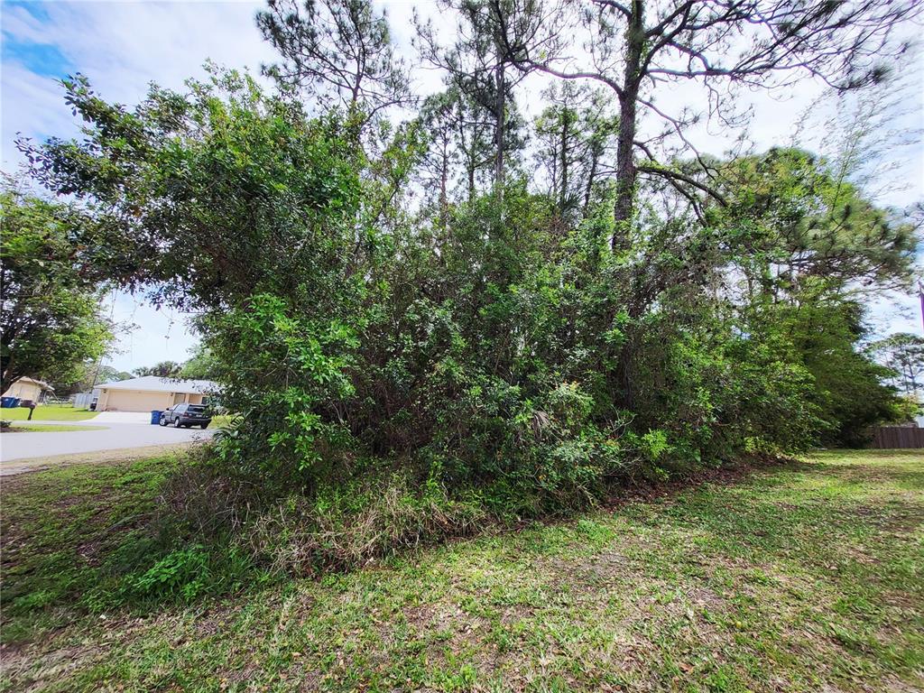 A dense cluster of trees and shrubs sits on a grassy residential lot — 1720 LANTANA COURT NW, PALM BAY, FL