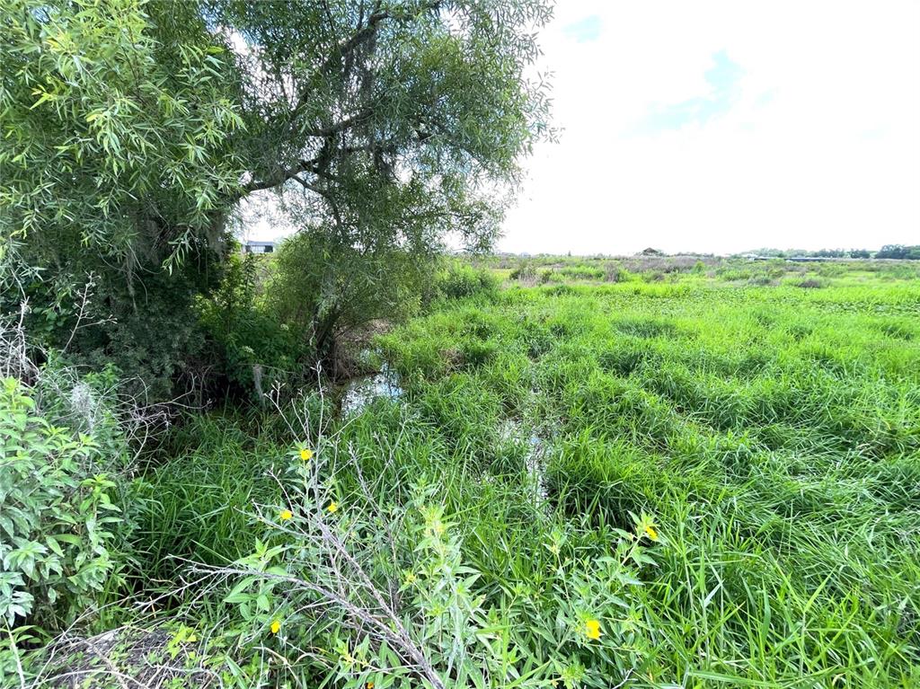 A view of a grassy wetland area with a large tree and small stream — WAUCHULA ROAD, MYAKKA CITY, FL