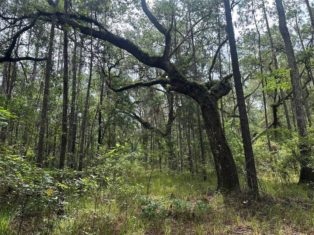 A large, mossy oak tree stands in a dense, wooded forest with tall pine trees — 0 EMERSON ROAD, BROOKSVILLE, FL