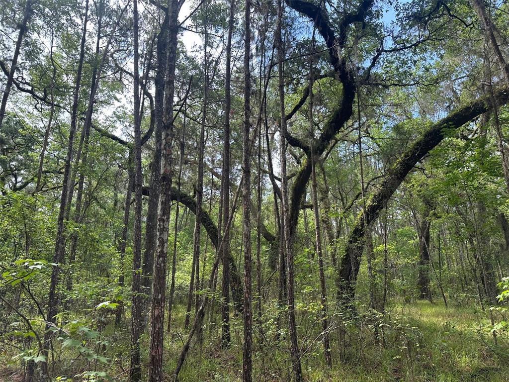 A dense forest features tall pine trees and large, moss-covered oak trees under a blue sky — 0 EMERSON ROAD, BROOKSVILLE, FL